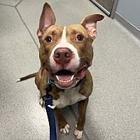 adopt a pet