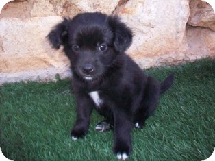 brittany border collie