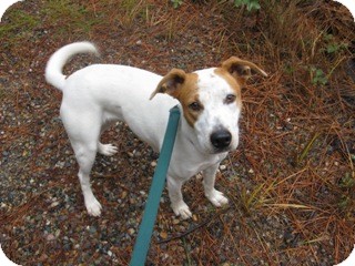 fox terrier cross cattle dog