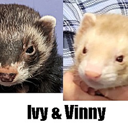 Photo of Ivy & Vinny