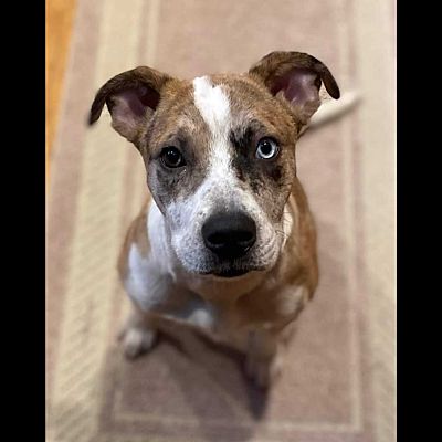 New Milford, CT - Catahoula Leopard Dog/Chihuahua. Meet Violet a Pet ...