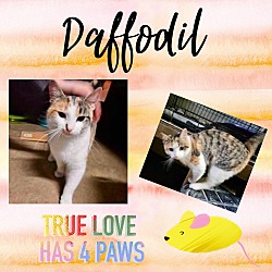 Thumbnail photo of Daffodil #1
