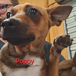 Photo of Poppy