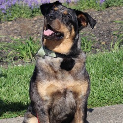 Photo of SHERLOCK - Paws Behind Bars Trained