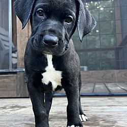 Thumbnail photo of Lab Mix Pups! -Rockstar Litter #1