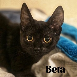 Thumbnail photo of Beta aka Vhagar #2