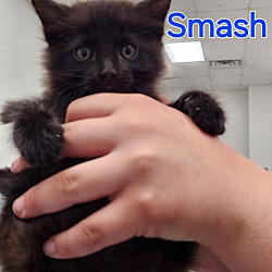 Thumbnail photo of Smash #2