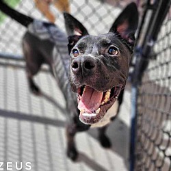 Thumbnail photo of Zeus #2