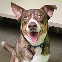 adopt a pet