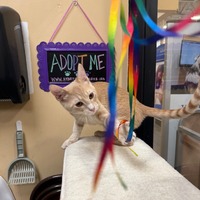 adopt a pet