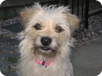 affenpinscher puppies for sale in texas peanut u0027s buttercup adopted dog houston tx affenpinscher affenpinscher puppies for sale in texas peanut u0027s buttercup adopted dog houston tx affenpinscher