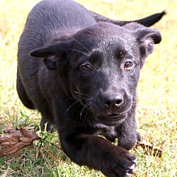 Thumbnail photo of Sable~adopted! #3