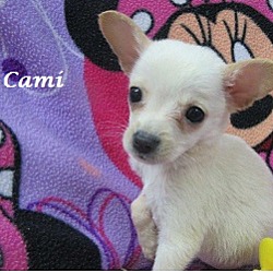 Thumbnail photo of Cami #3