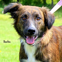 Thumbnail photo of Sasha~adopted! #1