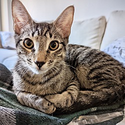 Photo of Scallop - laid back lap kitten