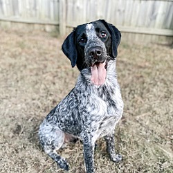 Photo of Ace