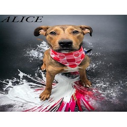 Photo of ALICE