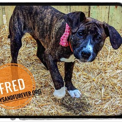 Thumbnail photo of Fred #3