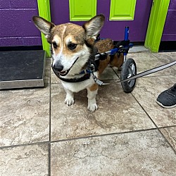 Photo of Chloe courtesy listing special needs