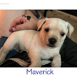 Thumbnail photo of * Maverick - Adoption Pending #1