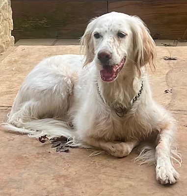 Crossville, Tn - Setter (unknown Type). Meet Lilly   Jazzy A Pet For 