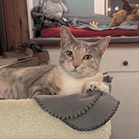 adopt a pet