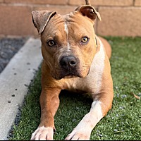 adopt a pet
