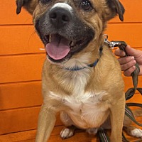 adopt-pet