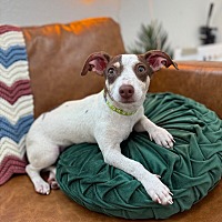 adopt a pet