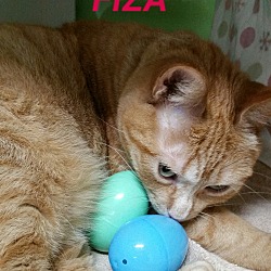 Thumbnail photo of fiza #1