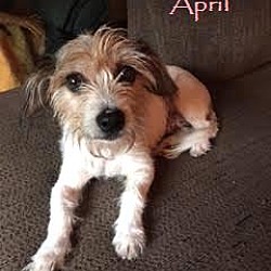 Thumbnail photo of April - Adopted October 2016 #1