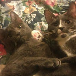 Thumbnail photo of lap cat lovers #1