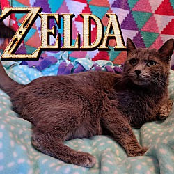 Thumbnail photo of Zelda #1