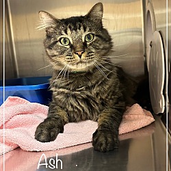 Photo of ASH (Avail 10/1)