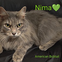 Thumbnail photo of Nima #3