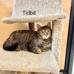 Thumbnail photo of Tidbit #1