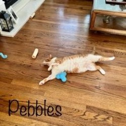 Thumbnail photo of Pebbles 4 #3