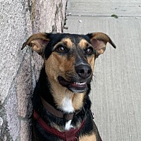 adopt a pet