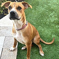 adopt-pet