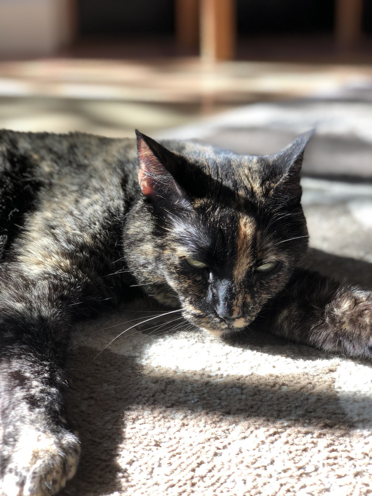 Adopt Harley A Tortoiseshell Domestic Shorthair / Mixed Cat In Seattle