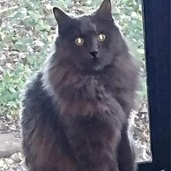 Photo of Lucy {SPIRIT CAT}