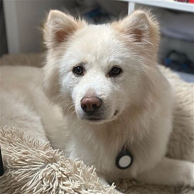 Samoyed hotsell jindo mix
