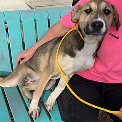 Thumbnail photo of Emory-Luckof Irish Rescue Dog #1