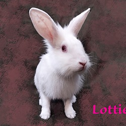 Thumbnail photo of Lottie #1