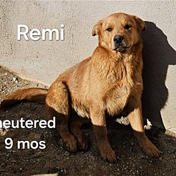 Thumbnail photo of Remi (CP) Adopt Me! #2