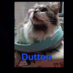 Photo of Dutton @ Petsmart