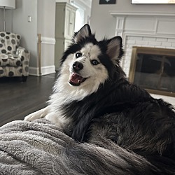 Thumbnail photo of Apollo #2