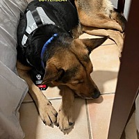 adopt a pet