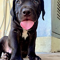 adopt a pet