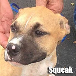 Thumbnail photo of Squeak #1